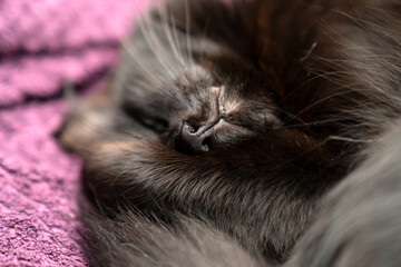 Fototapeta premium Cute black cat on purple plaid. Pet warms under a blanket in cold winter weather. cat sleeping, resting, relaxing, looking, smiling. Pets friendly and care concept. domestic cat on bed