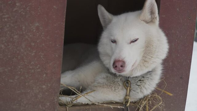 cunning sled dog Siberian Husky relaxing in cozy doghouse during winter season