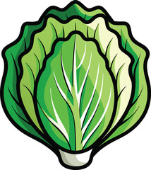 Crisp and Fresh Lettuce