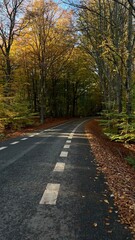 asphalt road in autumn beech forest