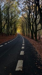 asphalt road in autumn beech forest