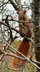 Red squirrel sitting on a tree cute 