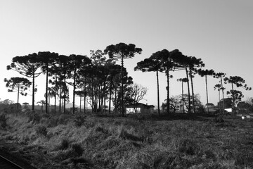 Casa em meio a arauc&aacute;rias em Curitiba, Paran&aacute;, Brasil.