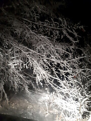 Snow-covered branches illuminated by light in a winter night scene
