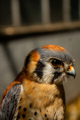 close-up of cernicalo, bird of prey