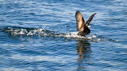 Obraz premium Adult male surf scoter melanitta perspicillata landing with wings raised in water