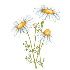 Chamomile illustration. Hand drawn illustration for greeting cards, printing and other design projects