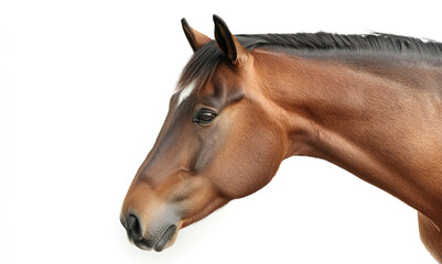 Obraz premium Close-Up Portrait of a Beautiful Brown Horse Against White Background