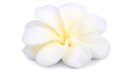 Elegant White Flower Petals on White Background for Serenity and Calm