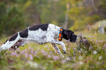 Dog english pointer
