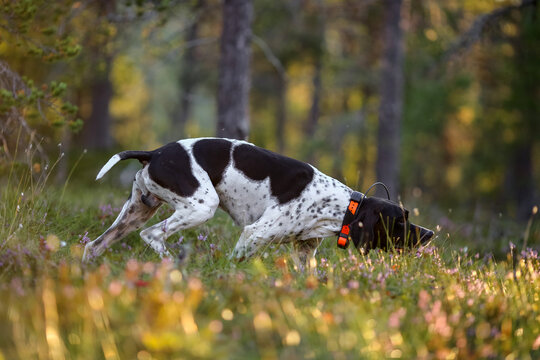 Dog english pointer