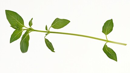 Fresh Green Basil Stem with Vibrant Leaves on a White Background