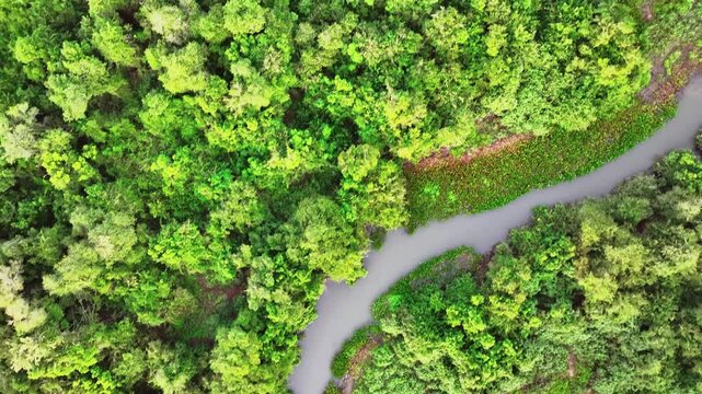 Aerial view of lush green forest and meandering river in Pantanal Brasileiro, Miranda, Brazil.