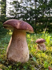Carpathian white mushrooms in a coniferous forest in moss