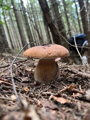 Carpathian white mushrooms in a coniferous forest in moss