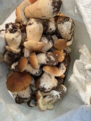 white Carpathian mushrooms in a coniferous forest