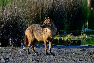 Goldschakal - Donaudelta, Rumänien // Golden jackal - Danube Delta, Romania (Canis aureus moreoticus) 