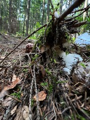 white Carpathian mushrooms in a coniferous forest
