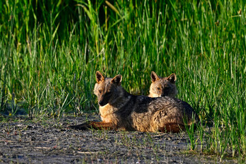 Goldschakale (Canis aureus moreoticus) im Donaudelta, Rumänien // Golden jackals at Danube Delta, Romania 