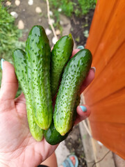Freshly picked cucumbers held in a hand against a wooden background