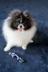 A small Pomeranian dog is playing with a toy on a blue sofa