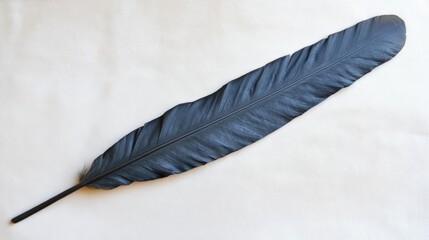 Elegant Black Feather on Soft Background for Artistic Display
