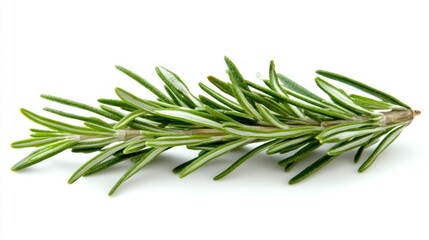 Fototapeta premium Fresh rosemary sprig, isolated, white background, culinary herb
