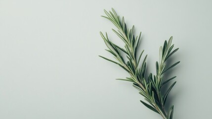 Fresh rosemary sprigs on white background; food styling