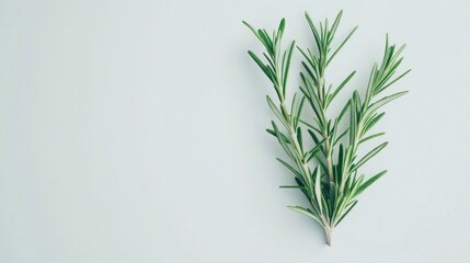 Fresh rosemary sprig on white background; cooking, food blogs