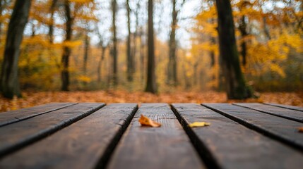 Empty wooden table in an autumnal forest with warm sunlight