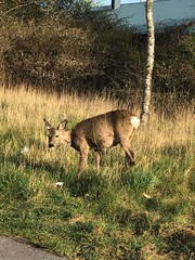 deer in the grass