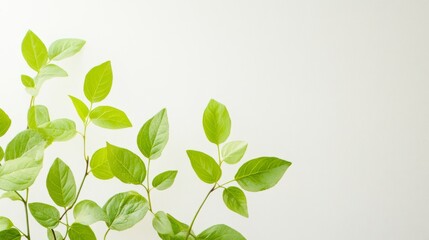 Obraz premium Fresh Green Leaves Against a Clean White Background