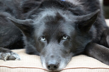 jet black husky lab mix