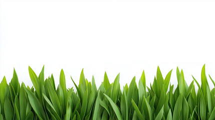 green grass isolated on white