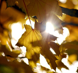 leuchtendes Herbstblatt