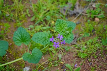 Mediterranean stork’s bill, or Erodium malacoides, purple wild flowers, in winter, in Greece 