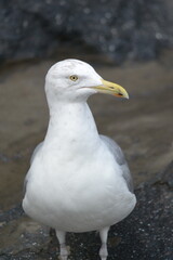seagull
