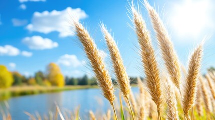 Fototapeta premium Golden wheat near autumn lake under sunny sky
