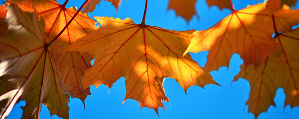 leuchtendes Herbstblatt