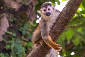Squirrel monkey sitting on tree branch