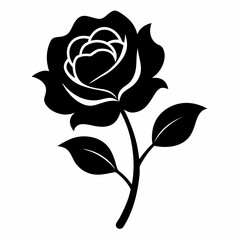 rose on white