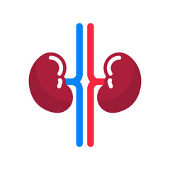 kidney organs illustration