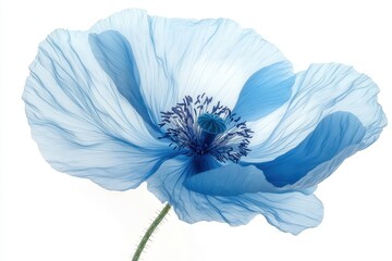 A single blue poppy flower with delicate petals