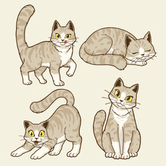 cute american shorthair cats character illustration