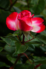 Obraz premium Rose nostalgia