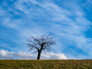 Obraz premium Obstbäume im Winter
