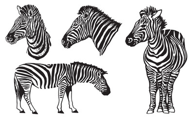 Graphical set of zebras on white ,vector  illustration	