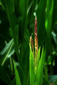 Style of a corn plant