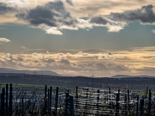 Weinberge im Winter