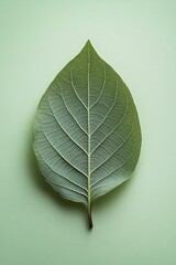 A single green leaf with intricate veins placed on a soft green background